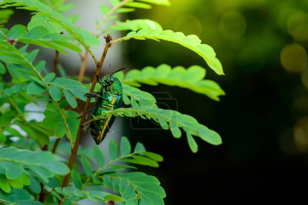 Un escarabajo taladro de madera metálica, Escarabajo joya, Buprestid (Sternocera aequisignata) en la naturaleza