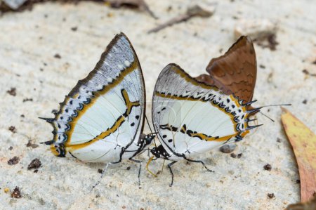 Zwei Schmetterlinge bleiben auf der Felsoberfläche zusammen