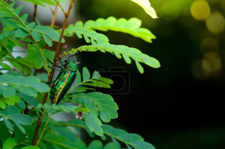 A metallic wood-boring beetle, Jewel beetle, Buprestid (Sternocera aequisignata) in nature