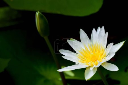 Téléchargez les photos : Nénuphar blanc fleurissent en arrière-plan sombre avec bourgeon vert et feuille de lotus - en image libre de droit