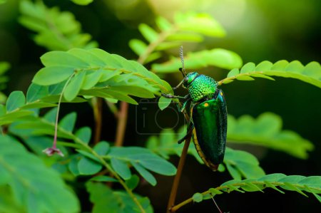 Un escarabajo taladro de madera metálica, Escarabajo joya, Buprestid (Sternocera aequisignata) en la naturaleza