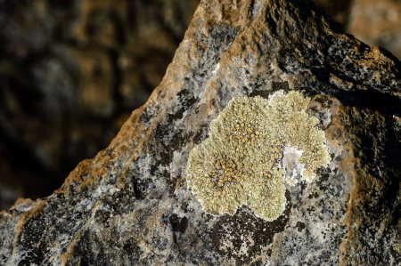 a small colony of brown lichens on the rock surface on the mountian