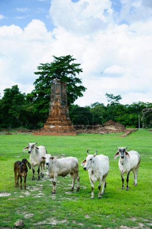 Cows walk pass an abandoned temples