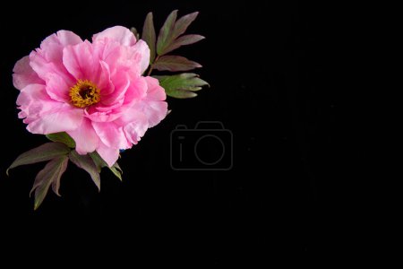 Photo for Beautiful pink big tree peony flower isolated on black background - Royalty Free Image