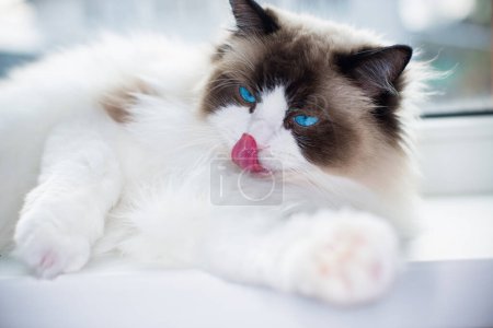 Schöne junge weiße reinrassige Ragdoll-Katze mit blauen Augen, zu Hause.