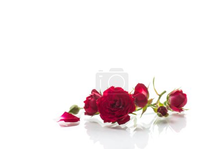 Foto de Ramo de rosas rojas pequeñas, aisladas sobre fondo blanco. - Imagen libre de derechos