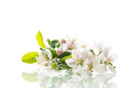 blooming apple tree flowers isolated on white background .