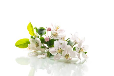 blooming apple tree flowers isolated on white background .