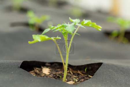 Tomatensetzlinge im Boden wachsen aus Löchern in Agrofasern .