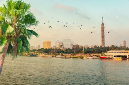 Téléchargez les photos : Mouette au-dessus du centre du Caire au coucher du soleil - en image libre de droit