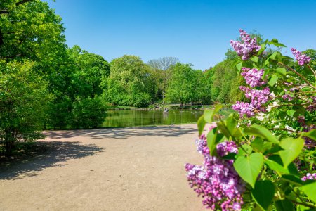 Téléchargez les photos : Arbustes de lilas dans le jardin Krasinski à Varsovie - en image libre de droit