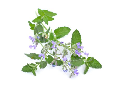 Photo for Nepeta cataria, commonly known as catnip, catswort, catwort, and catmint. Isolated on white background - Royalty Free Image