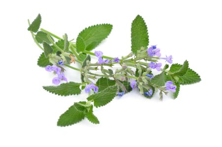 Nepeta cataria, commonly known as catnip, catswort, catwort, and catmint. Isolated on white background