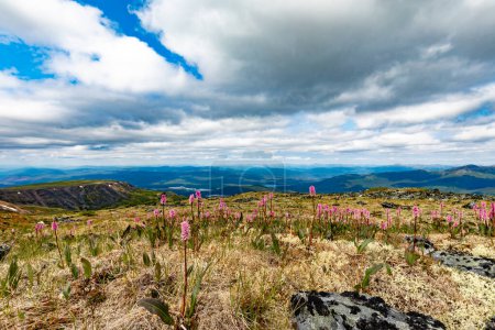 Téléchargez les photos : Floraison Bistort alpin, Bistorta vivipara, paysage de toundra alpine sur la colline Keno au bout du sentier Silver près de Keno City et Mayo, au centre du territoire du Yukon, YT, Canada - en image libre de droit