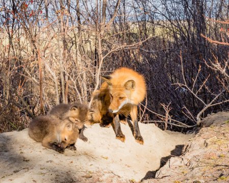Red fox vixen, Vulpes vulpes, tending her young fox puppies at den site in spring sun