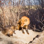 Red fox vixen, Vulpes vulpes, tending her young fox puppies at den site in spring sun