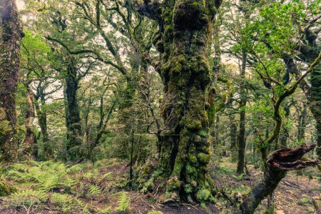 Photo for Virgin mountain rainforest wilderness of Marlborough, New Zealand - Royalty Free Image