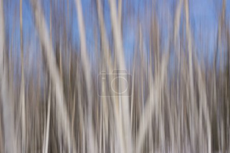 Téléchargez les photos : Destruction floue des trembles forêt hiver paysage blanc et bleu abstrait texture de fond - en image libre de droit