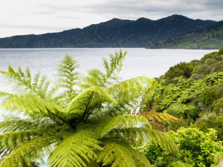 Photo for View of beautiful coastal landscape of New Zealand Marlborough Sounds with endemic fern tree in foreground - Royalty Free Image