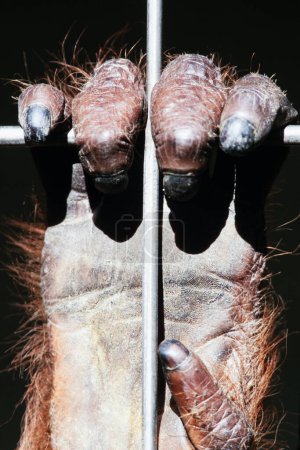 Foto de Orangután, Pongo pygmaeus, mano sobre las barras de acero de la jaula del zoológico - Imagen libre de derechos