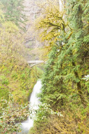 Photo for Famous landmark of Multnomah Falls and Benson Footbridge in lush green forest of Columbia River valley near Portland, Oregon, OR, USA - Royalty Free Image