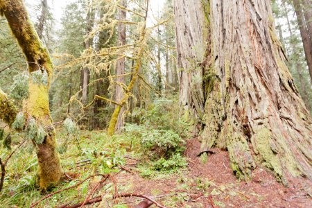 Téléchargez les photos : Pied de séquoia géant, Sequoia sempervirens, dans la forêt sauvage côtière de séquoias Parcs nationaux et d'État Californie du Nord, CA, USA - en image libre de droit