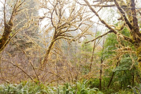 Téléchargez les photos : Moss covered underbrush in coastal Redwood forest wilderness of Redwood National and State Parks Californie du Nord, Californie, États-Unis - en image libre de droit