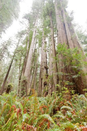 Téléchargez les photos : Peuplement de séquoias géants, Sequoia sempervirens, rainure poussant dans la forêt côtière de séquoias Parcs nationaux et d'État Californie du Nord, CA, USA - en image libre de droit