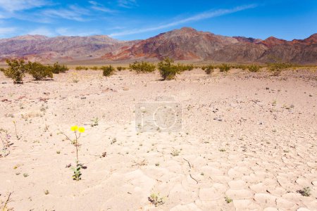 Téléchargez les photos : Floraison de fleurs jaunes dans le bassin Badwater de la vallée de la mort désert aride désolé paysage dans le parc national de la vallée de la mort, Californie, Californie, États-Unis - en image libre de droit