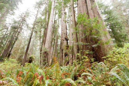 Téléchargez les photos : Groove of giant Redwood tress, Sequoia sempervirens, stand in coastal forest wilderness of Redwood National and State Parks Californie du Nord, Californie, États-Unis - en image libre de droit