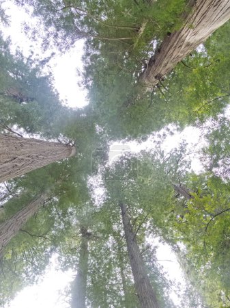 Foto de Trituradora de secuoyas, Sequoia sempervirens, en los parques nacionales y estatales de Redwood Northern California, CA, EE.UU. - Imagen libre de derechos