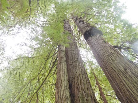 Téléchargez les photos : Sébaste géant, Sequoia sempervirens, dans Redwood National and State Parks Californie du Nord, CA, USA - en image libre de droit