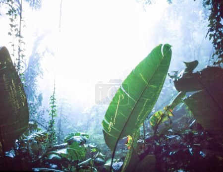 Téléchargez les photos : Végétation verte luxuriante dans la forêt de nuages de montagne de Monteverde Cloud Forest Reserve, Costa Rica - en image libre de droit