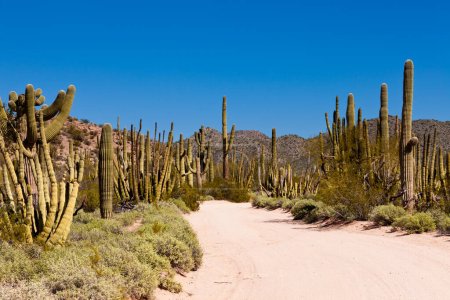 Dusty road in Senita Basin of Organ Pipe National Monument, Arizona, USA, with typical Sonoran Desert Columnar Cacti Saguaro and Organ Pipe Cactus
