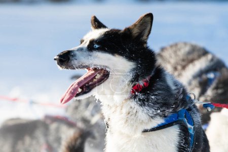 Photo for Siberian husky brief rest in Yukon Quest 1,000 Mile International Sled Dog Race - Royalty Free Image
