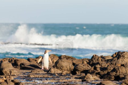 Téléchargez les photos : Le pingouin à yeux jaunes, Megadyptes antipodes ou Hoiho, adulte originaire de Nouvelle-Zélande, est sorti du surf du Pacifique Sud en rentrant à la maison pour nicher au-dessus des côtes rocheuses afin de nourrir les jeunes - en image libre de droit