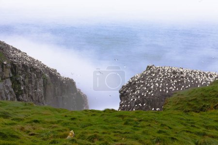 Photo for Colony of breeding Northern Gannets, Morus bassanus, on Cape St Marys, Newfoundland, NL, Canada - Royalty Free Image