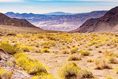 Photo for Blooming yellow desert flowers past Jubilee Pass toward Badwater Basin of Death Valley desolate arid desert landscape in Death Valley National Park, California, CA, USA - Royalty Free Image