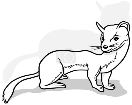 Ilustración de Dibujo de una comadreja delgada desde la vista lateral - Ilustración de dibujos animados aislados sobre fondo blanco, Vector - Imagen libre de derechos