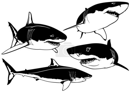 Téléchargez les illustrations : Ensemble de grands dessins de requins blancs - Illustrations noires isolées sur fond blanc, vectoriel - en licence libre de droit
