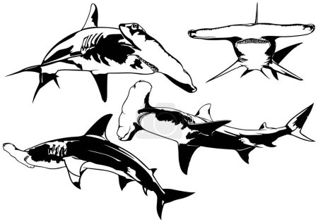 Téléchargez les illustrations : Ensemble de dessins avec requin-marteau - Illustrations en noir et blanc dans différentes positions isolées sur fond blanc, vectoriel - en licence libre de droit