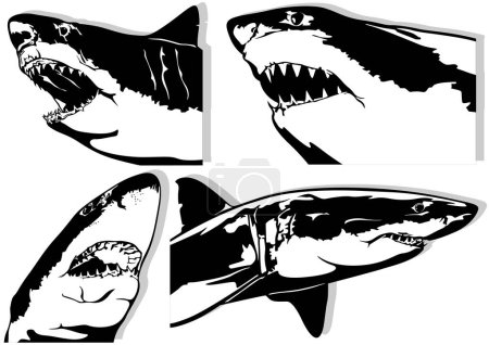 Ilustración de Conjunto de cuatro grandes dibujos de tiburón blanco - Ilustraciones negras aisladas sobre fondo blanco, vector - Imagen libre de derechos