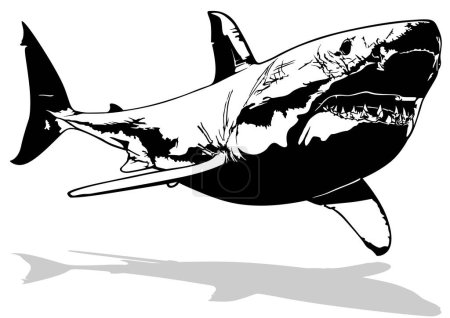 Téléchargez les illustrations : Dessin d'un grand requin blanc nageant dans les eaux océaniques Illustration noire isolée sur fond blanc, vecteur - en licence libre de droit