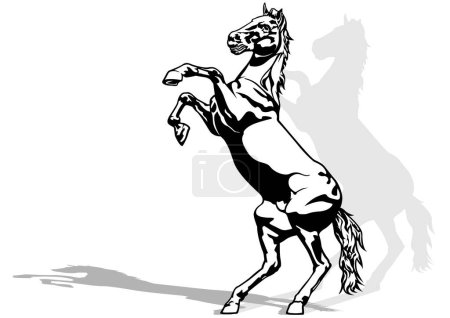 Illustration for Drawing of Rising Horse on a Hind Legs - Black Illustration Isolated on White Background, Vector - Royalty Free Image