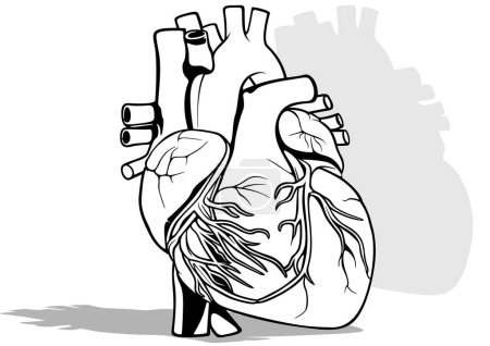 Dibujo de un corazón humano - Ilustración en blanco y negro aislada sobre fondo blanco, Vector