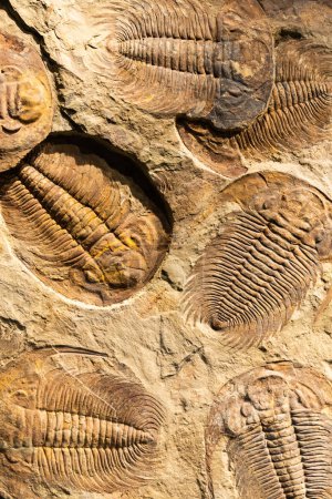 Téléchargez les photos : Fossil of Trilobite - Acadoparadoxides briareus - ancient fossilized arthropod on rock - paleontology background - en image libre de droit
