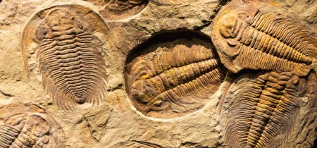 Téléchargez les photos : Fossil of Trilobite - Acadoparadoxides briareus - ancient fossilized arthropod on rock - paleontology background - en image libre de droit