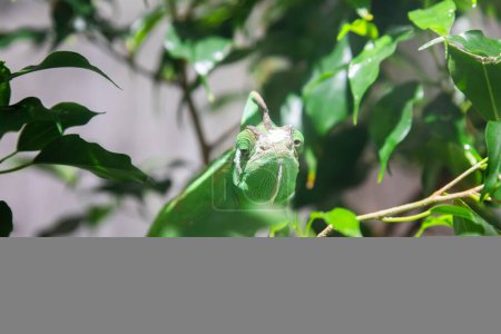 Caméléon vert avec feuilles de jungle. Portrait naturel, animal exotique regardant vers la caméra