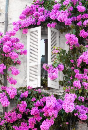 Blooming bouganville flower in summer season - exterior decoration of Italian home with traditional window