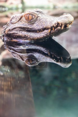 Cuvier Caiman Paleosuchus palpebrosus. Depredador de reptiles, fauna tropical